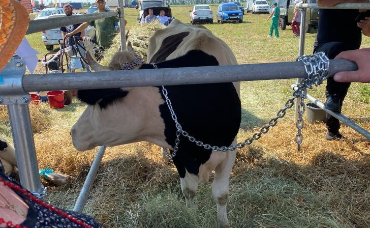   фото Курские известия