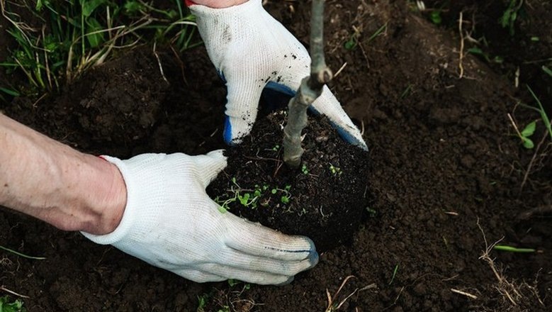 Источник: dom.mail.ru