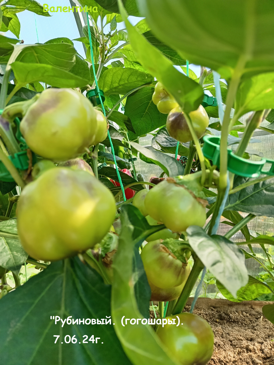 Появились фиолетовые мазки на плодах сорта.