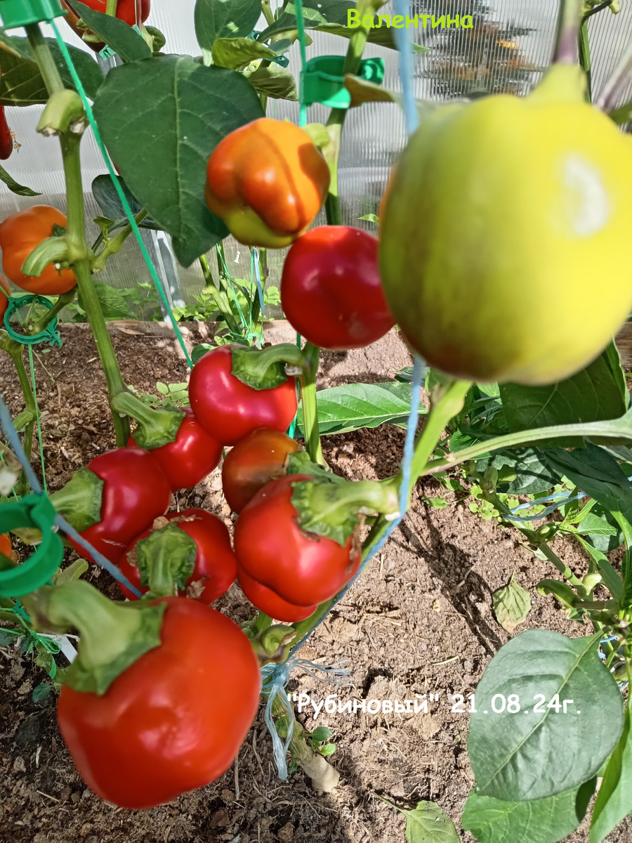 Небольшой урожай с куста "Рубиновый.