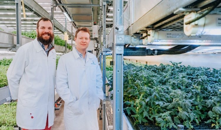    Карликовый помидор с отредактированным геном может дать на 400 процентов больше плодов