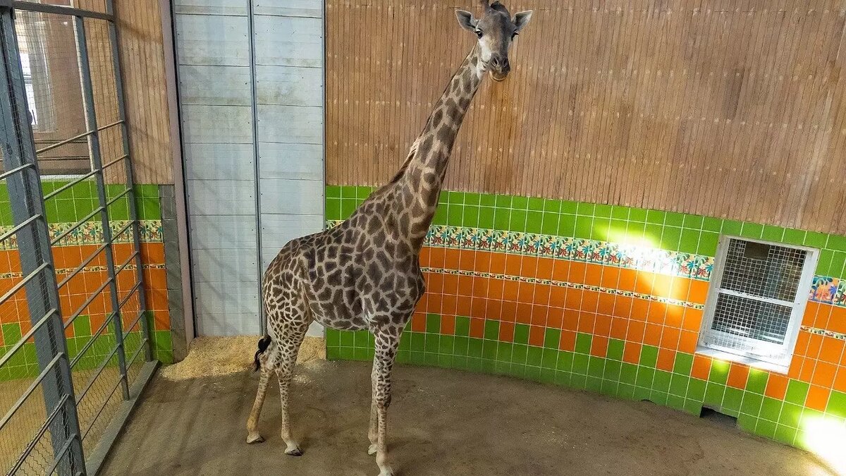     Источник: «Роев Ручей»