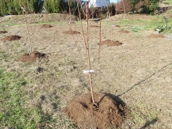Фото: Telegram, «Дача и огород»