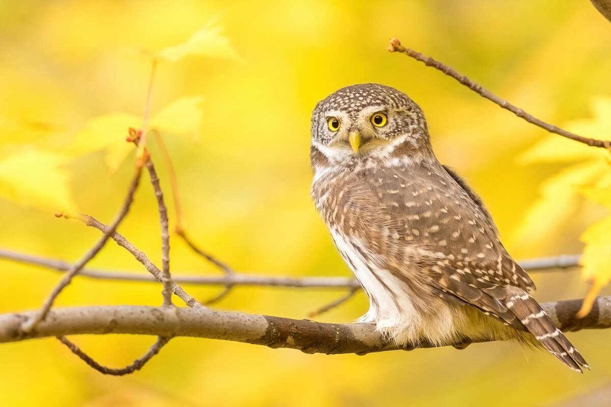    Воробьиный сыч был замечен на территории музея-заповедника "Царицыно". Егор Власов