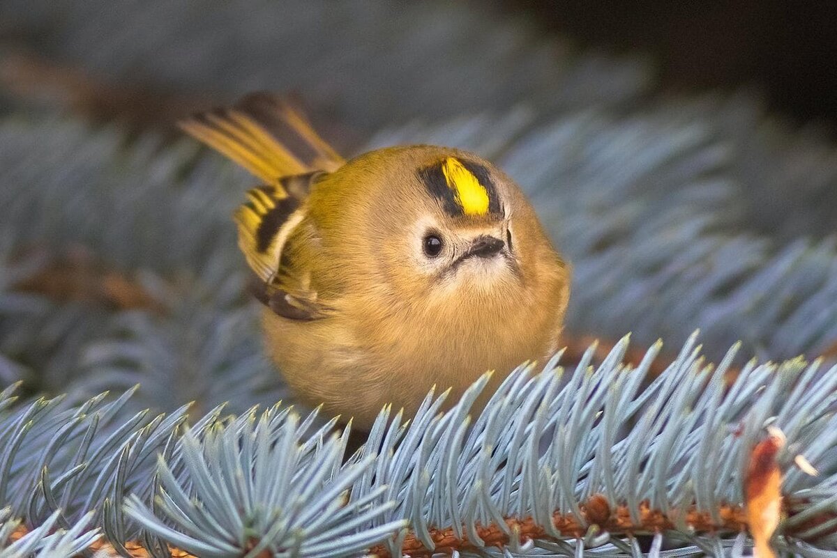    Жёлтоголовый королёк – самая маленькая певчая птица Европы. Егор Власов
