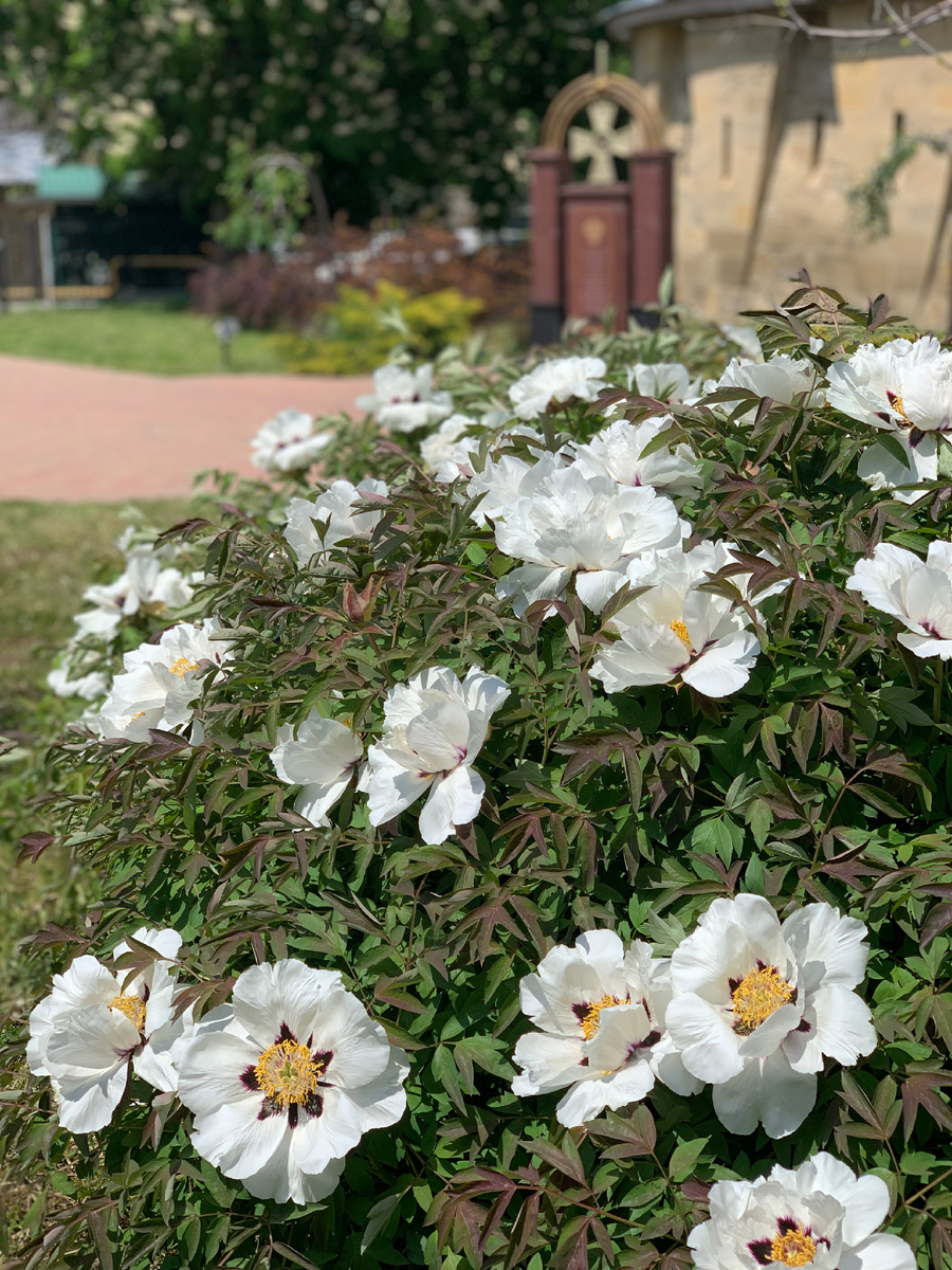 2.Май в Кисловодске, фото Сад в стиле Paradise ®