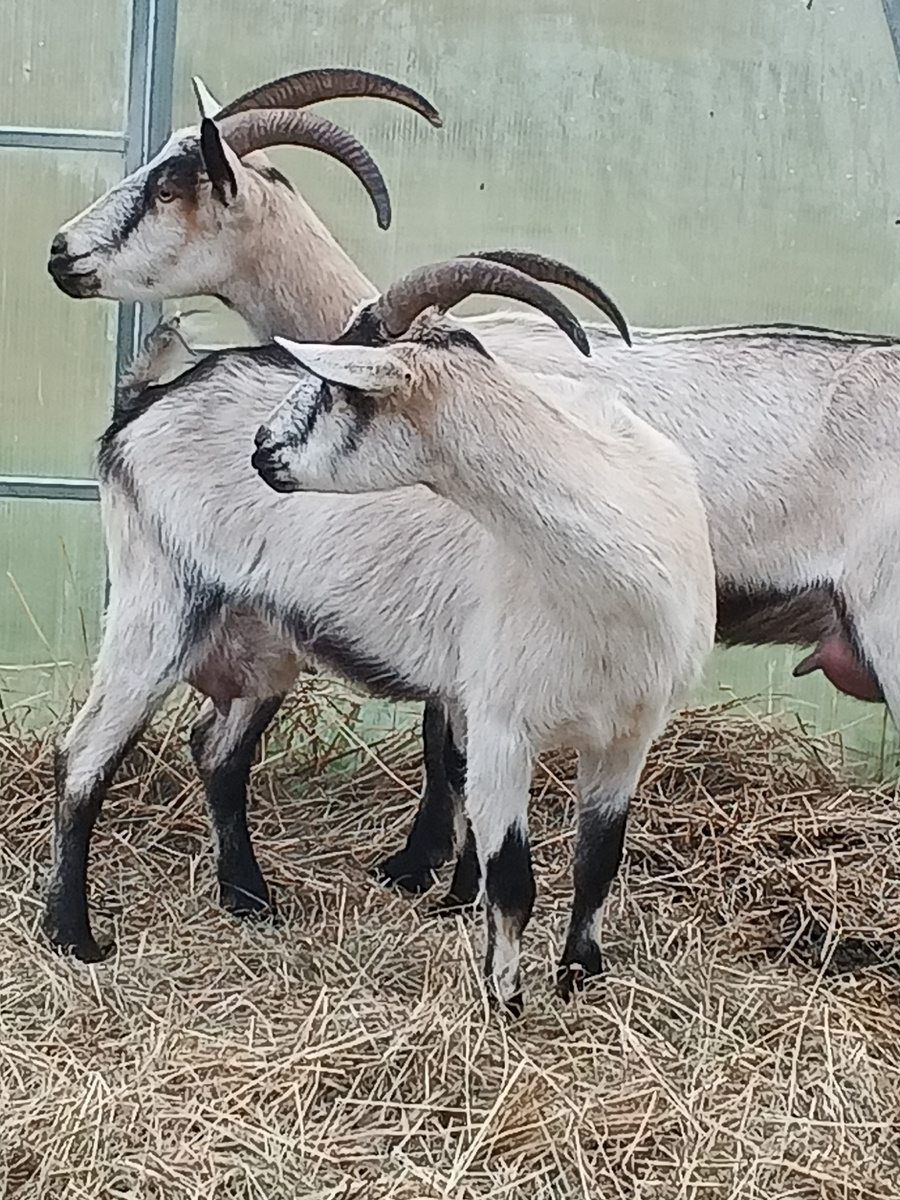 Две альпийские козочки ждут вкусняшек. 