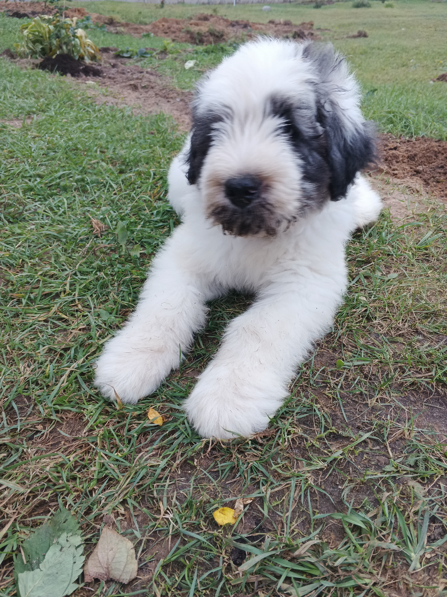 Болонка тоже ждет вкусняшек. 