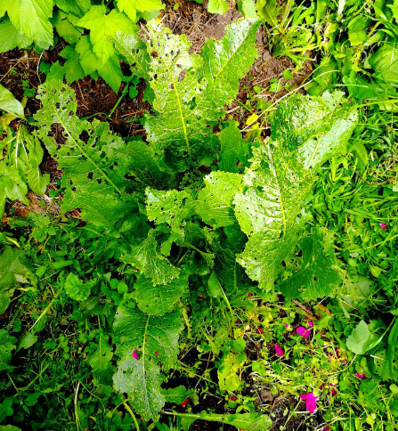 Хрен: как посадить, как избавиться, как вырастить много толстого