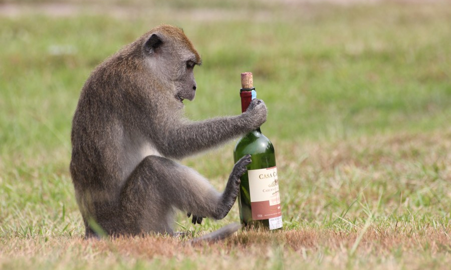 Не бухаем, а выживаем: Мудрые способы использования алкоголя дикими животными