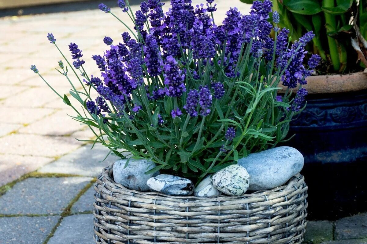 Фото с сайта: https://dzen.ru/a/ZRbDh1rR8x1enO7v