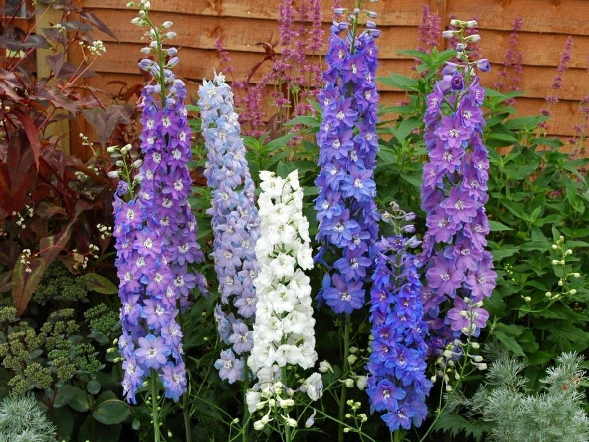 Фото с сайта: https://www.botanichka.ru/article/razmnozhenie-delfiniuma/