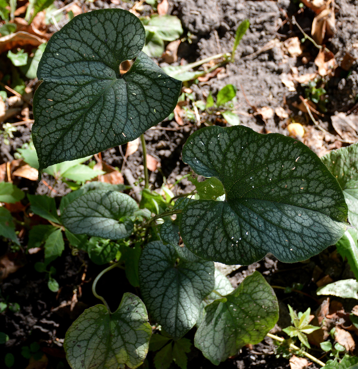 Самосеянец на второй год жизни