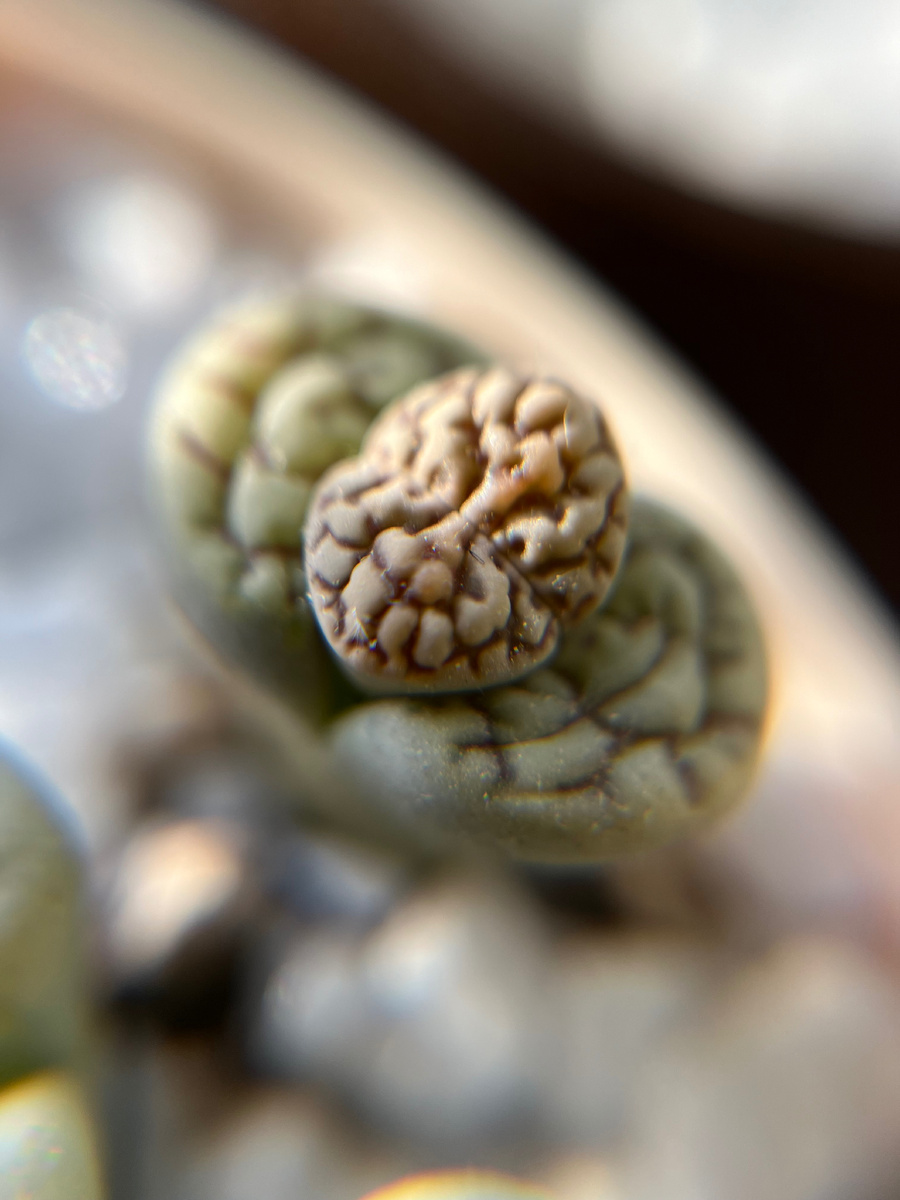 Мои инопланетные цветы 