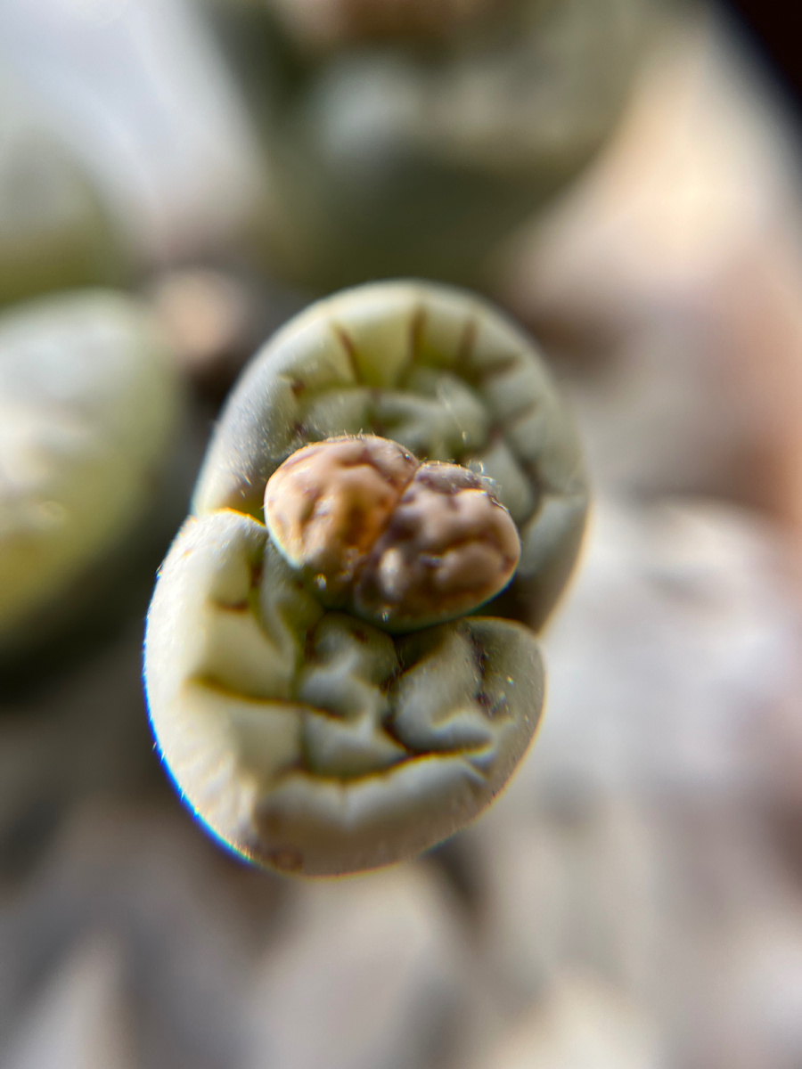 Ну что за прелесть!