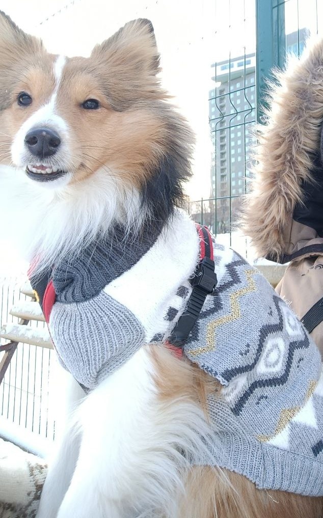 "Папа - волк, мама - лиса, а в мороз от свитера не откажусь!"