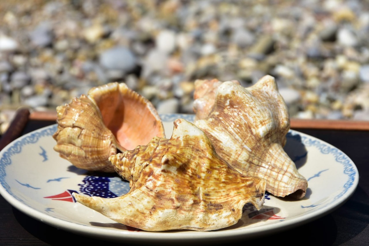 Фото: Гала Амарандо