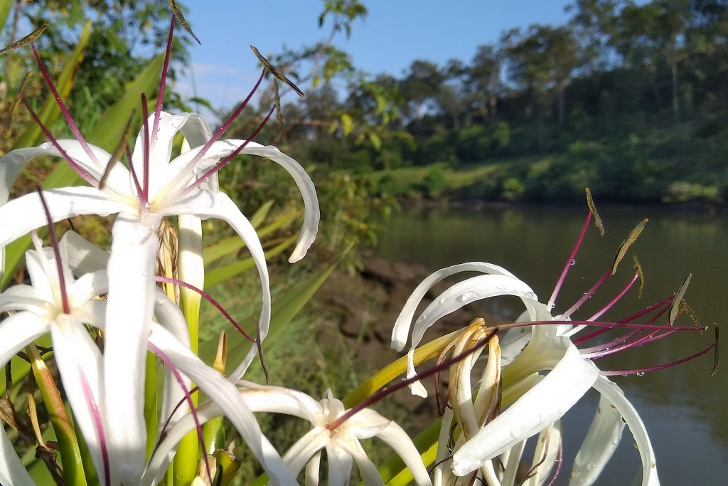 Кринум азиатский