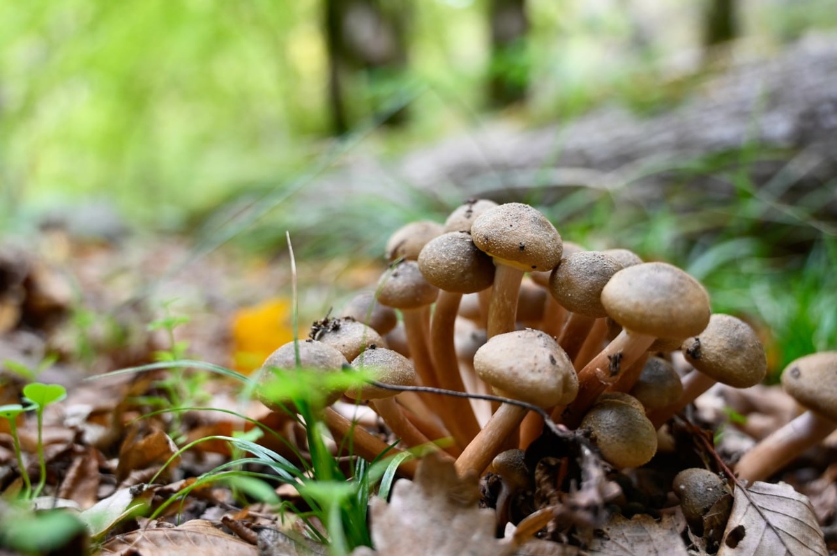 Фото: Гала Амарандо