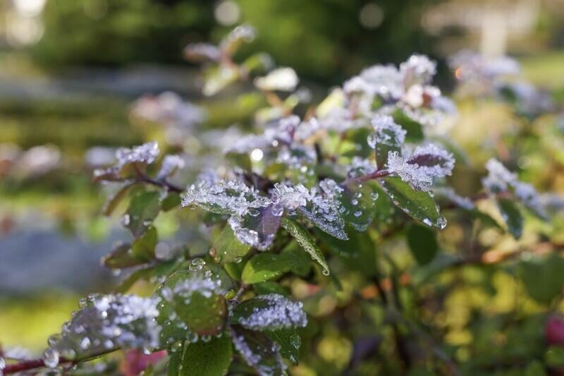 Фото: Гала Амарандо