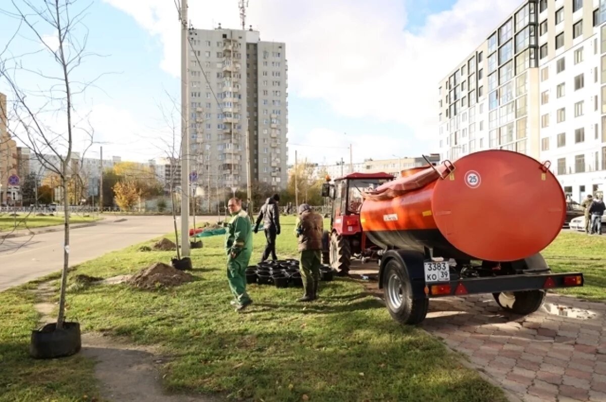    На улице Батальной в Калининграде высадили 20 деревьев