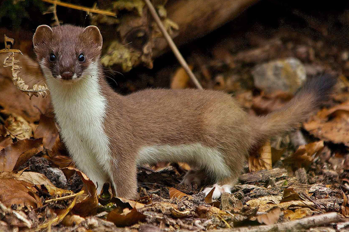 Всем здрасьте, это горностай, и пока меня не поймали, по-быстрому расскажу о себе
