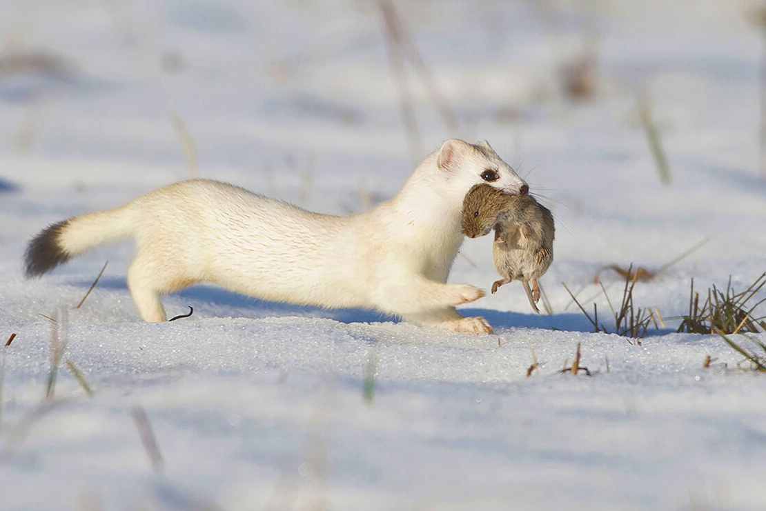 но пока она добыча