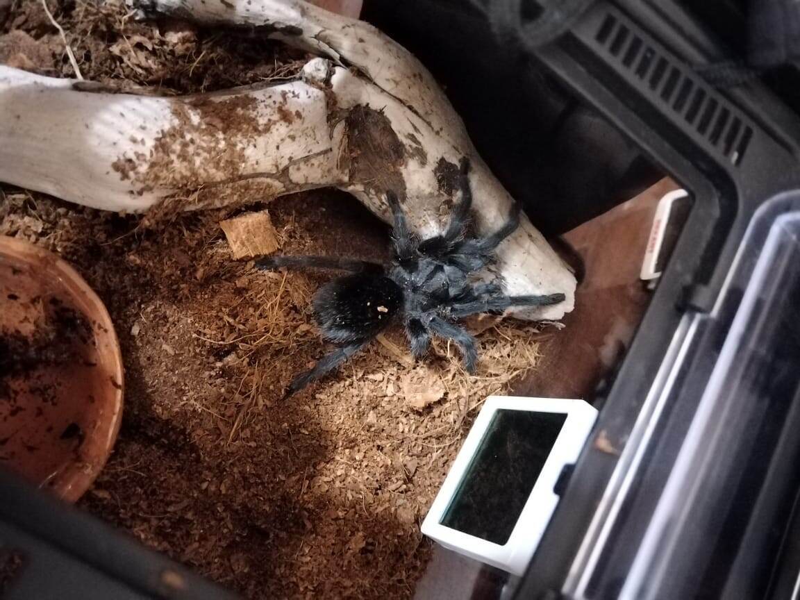 паук по имени Паша