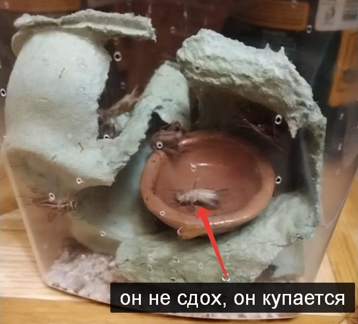 Я потом вытащила его, чтоб не утонул, если что, так что не волнуйтесь. Но потом он всё равно сдох, но это уже был его осознанный выбор