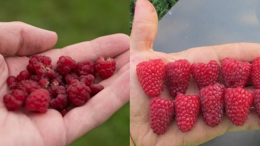 Разница между обычной и правильно выращенной малиной