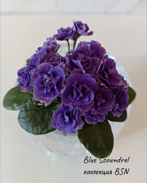 Первое цветение