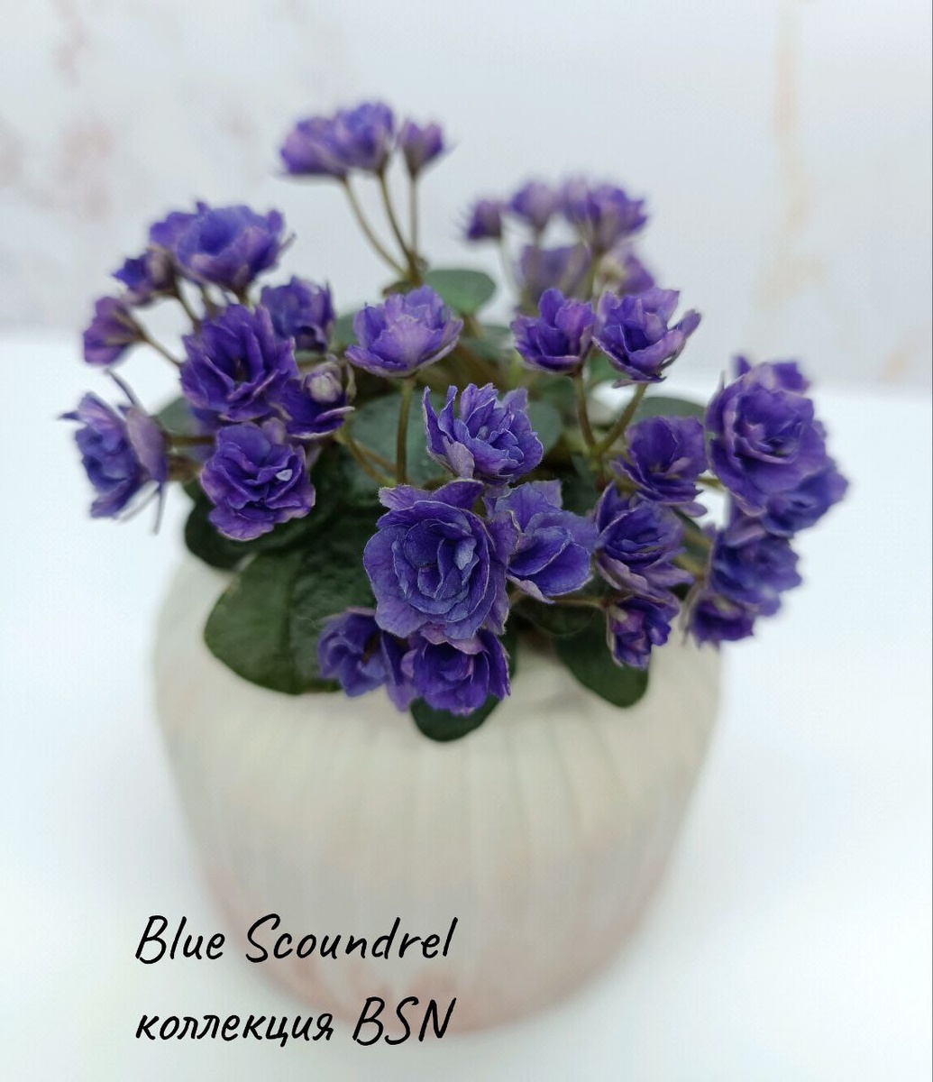 Цветение в мае 2024 г.