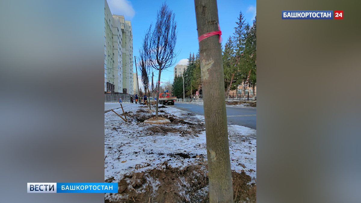    "Кого-то сегодня уволят": мэр Уфы отреагировал на сообщение о брошенных на морозе саженцах лип