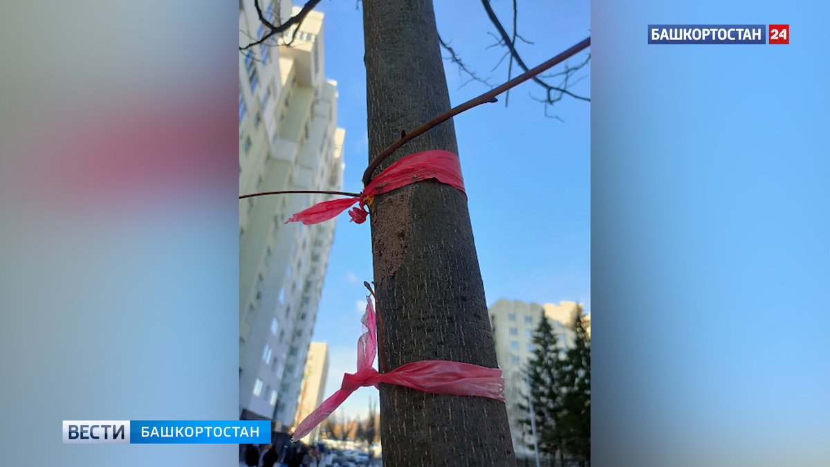   "Кого-то сегодня уволят": мэр Уфы отреагировал на сообщение о брошенных на морозе саженцах лип