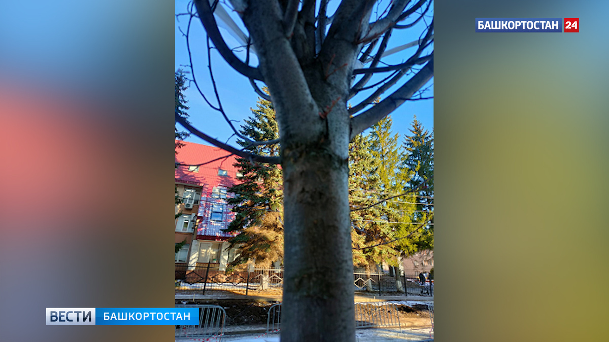    "Кого-то сегодня уволят": мэр Уфы отреагировал на сообщение о брошенных на морозе саженцах лип