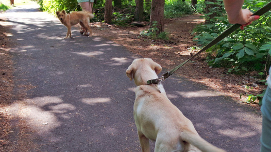    Что делать, если ваш пес агрессивно реагирует на лай других собак: советы эксперта Андрей Бурков
