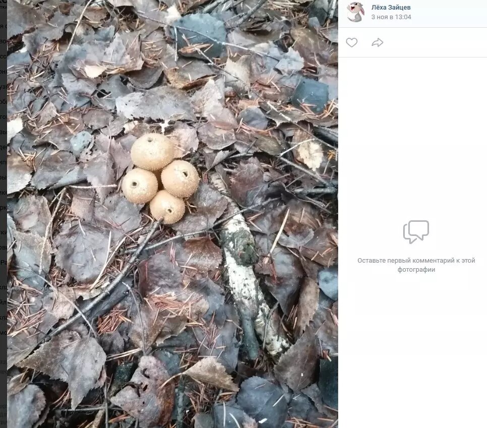     Источник: Скриншот с паблика «Грибы. Грибники Омска и Омской области».