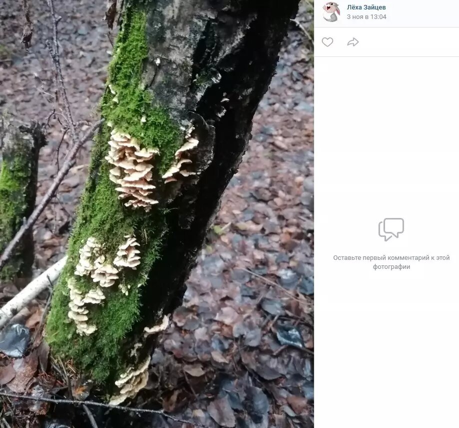     Источник: Скриншот с паблика «Грибы. Грибники Омска и Омской области».