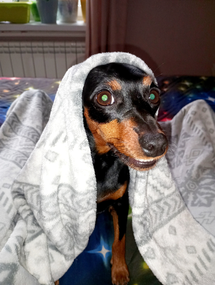 Чего надобно?