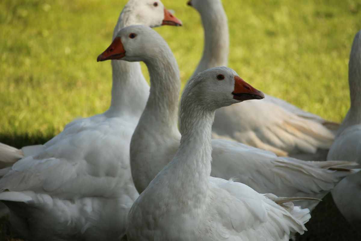 Картинка с бесплатного фотостока https://unsplash.com, автор Alessandro Chitarrini