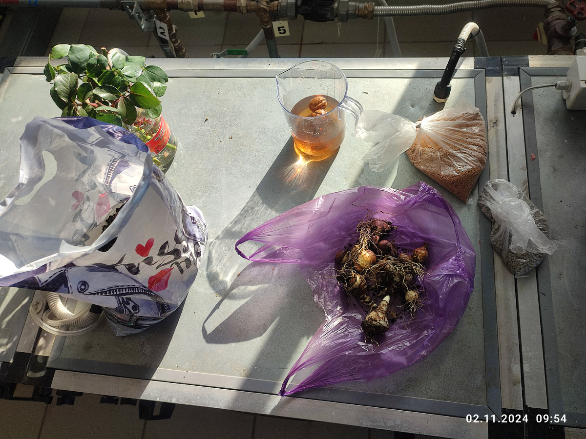 Осенний набор: перегной, черенки, луковицы, орехи, сидераты и немного удобрений 