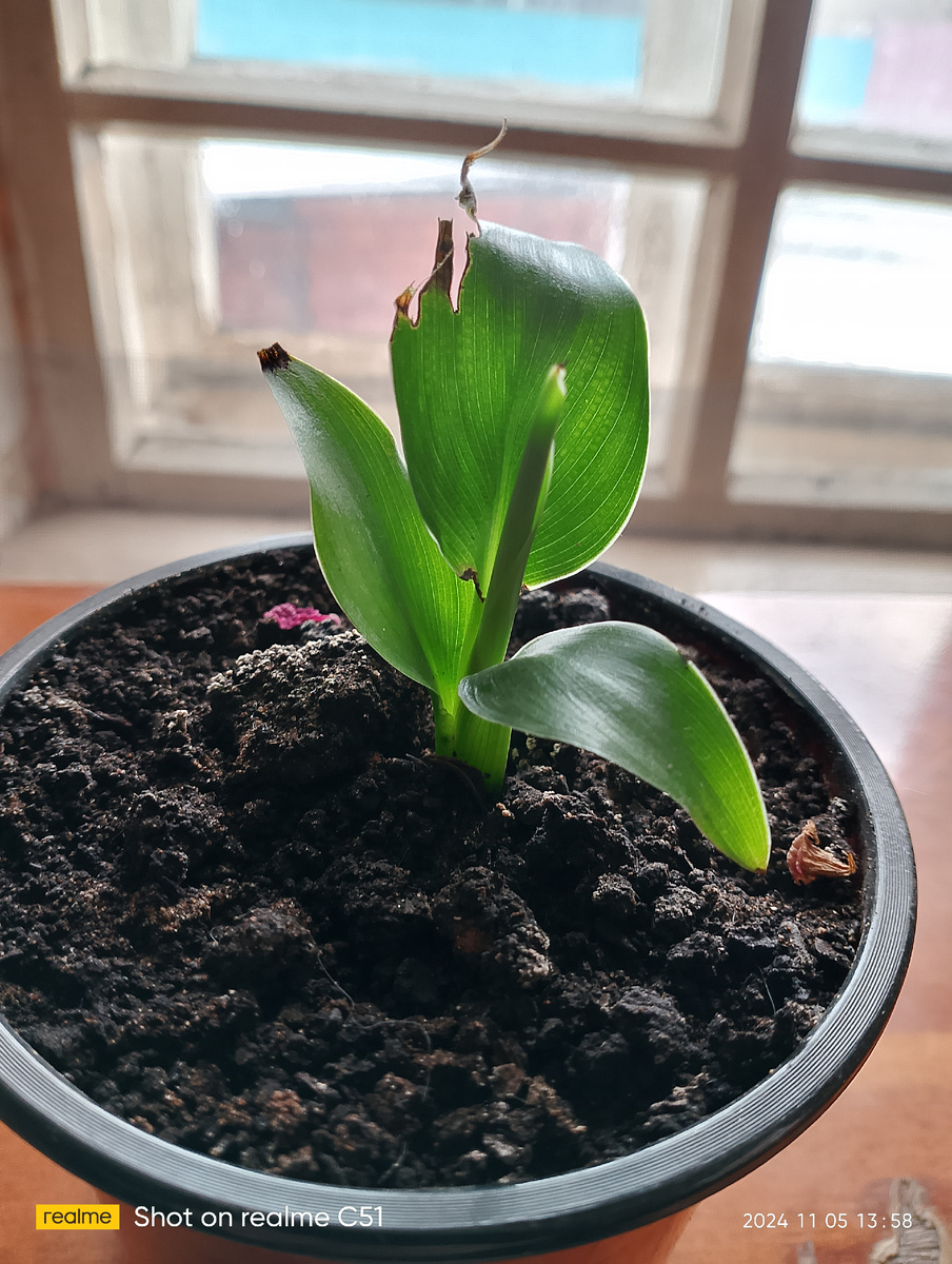 Моя стрелиция. 