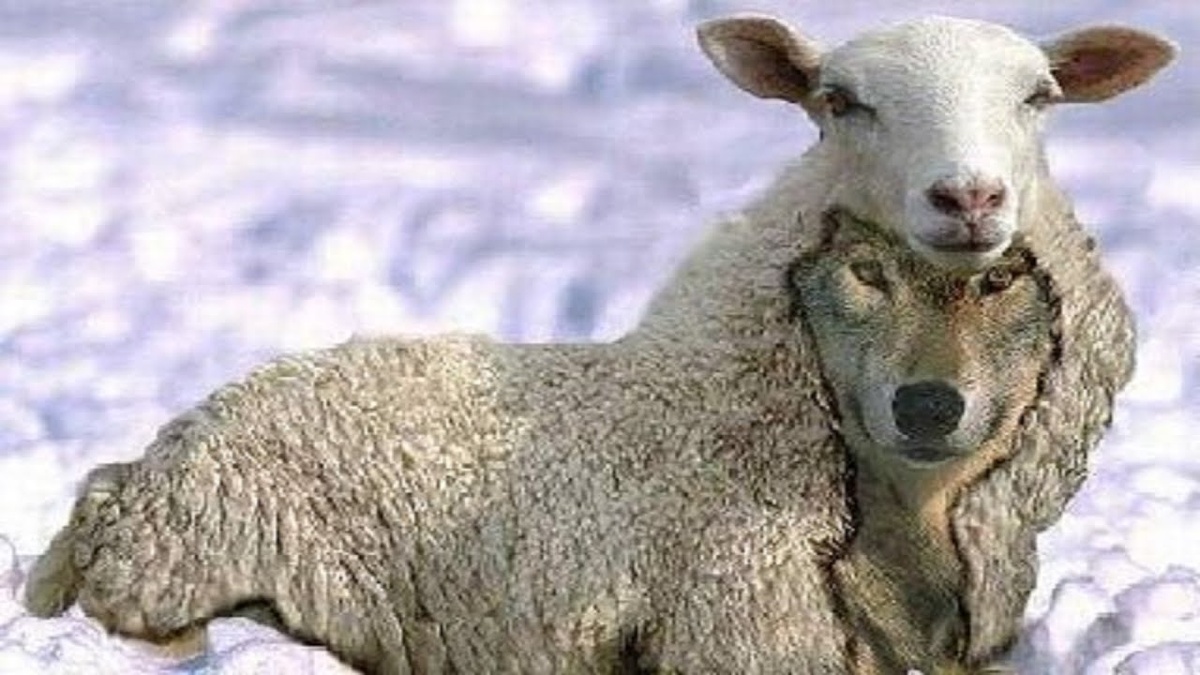 Почему жертва на самом деле безжалостна. Волк а овечьей шкуре. Источник: YouTube. 