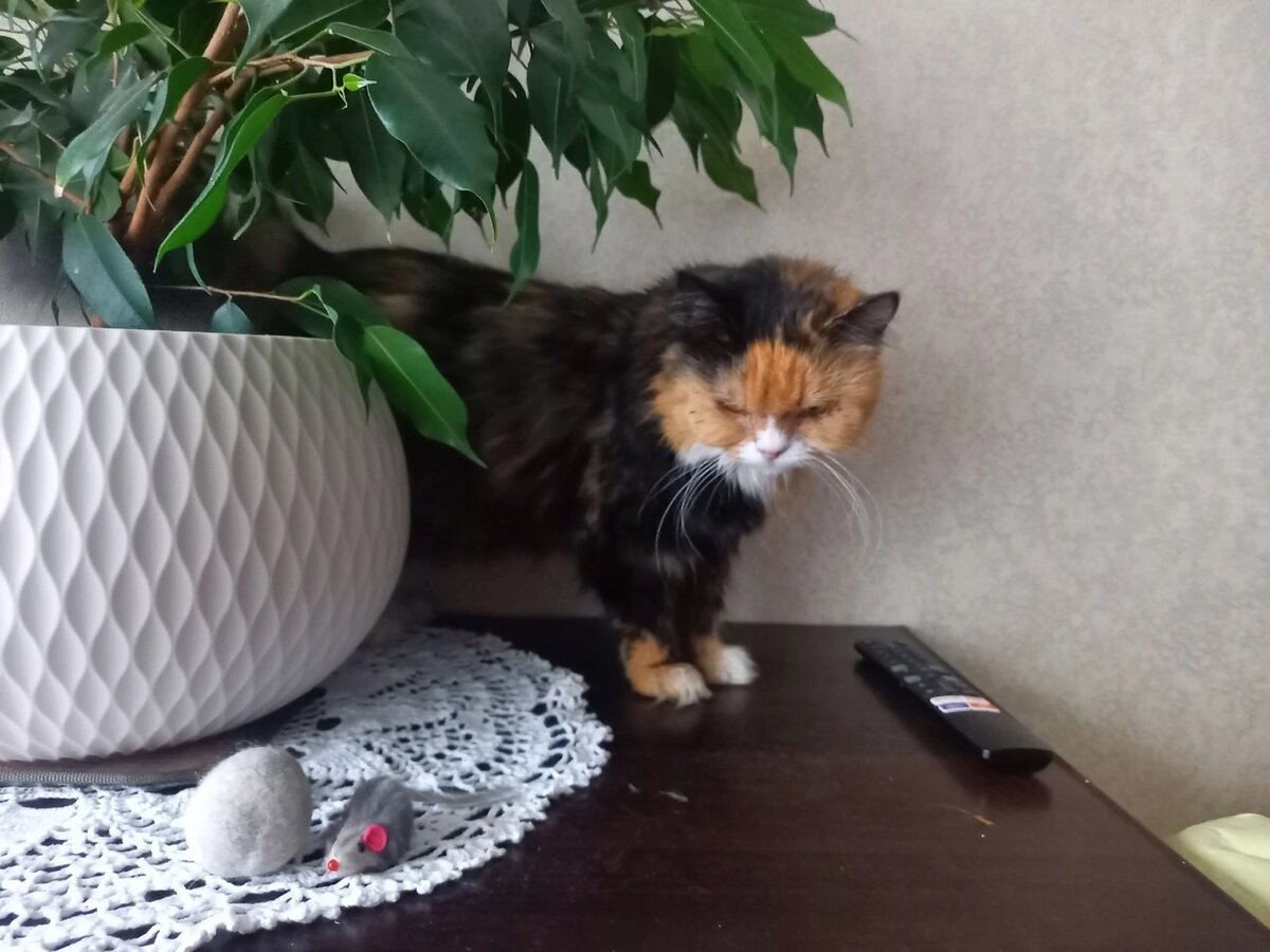 Хозяйка уговаривает Бабу Дусю сфотографироваться,... 