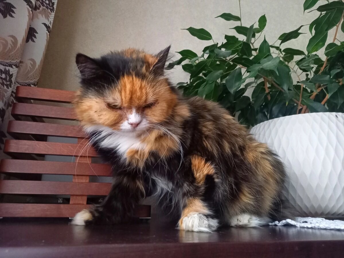 ... но Дуся не хочет 