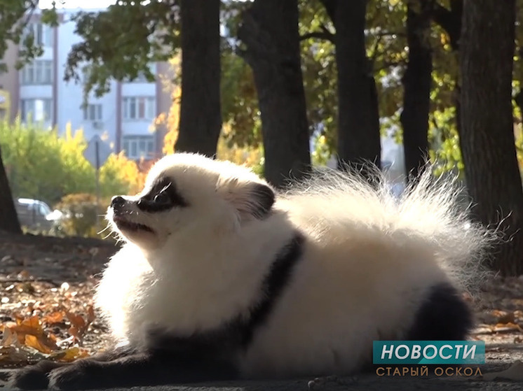     Белгородка рассказала, зачем она красит шпица под панду, фото: скриншот видео RuTube-канала "9 Канал. Старый Оскол"