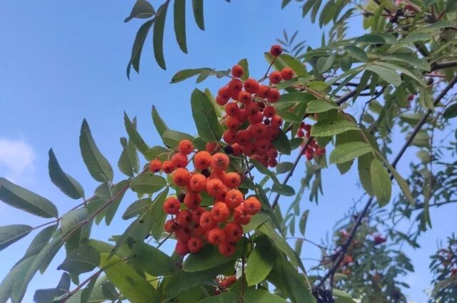    Чем рябина поможет при простуде?