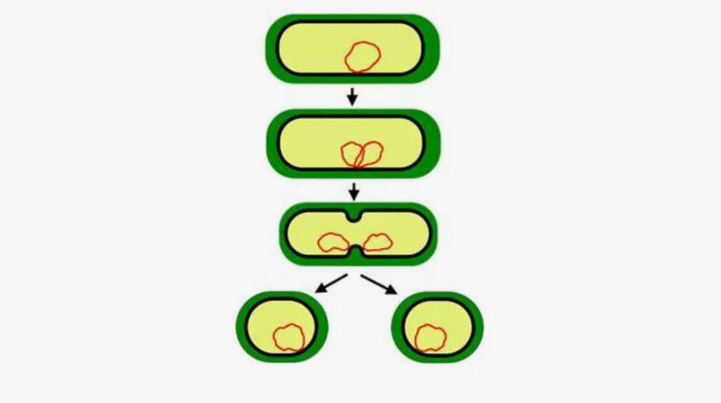 Бактерии размножают свои гены простым делением. Этот базовый процесс есть у всех организмов, в том числе и у людей.