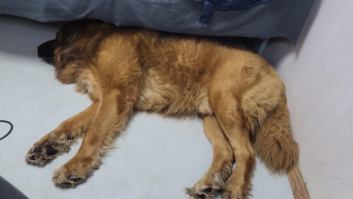 Рус Кайлас Леший осваивает новый объект