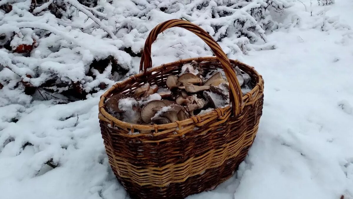     Автор: Елена К. Источник: Грибы и Ягоды НН Нижегородский форум грибников